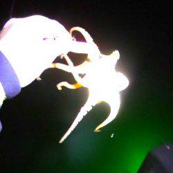 焼津港　アオリイカ釣り